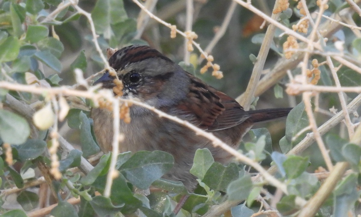 Swamp Sparrow - ML611242842