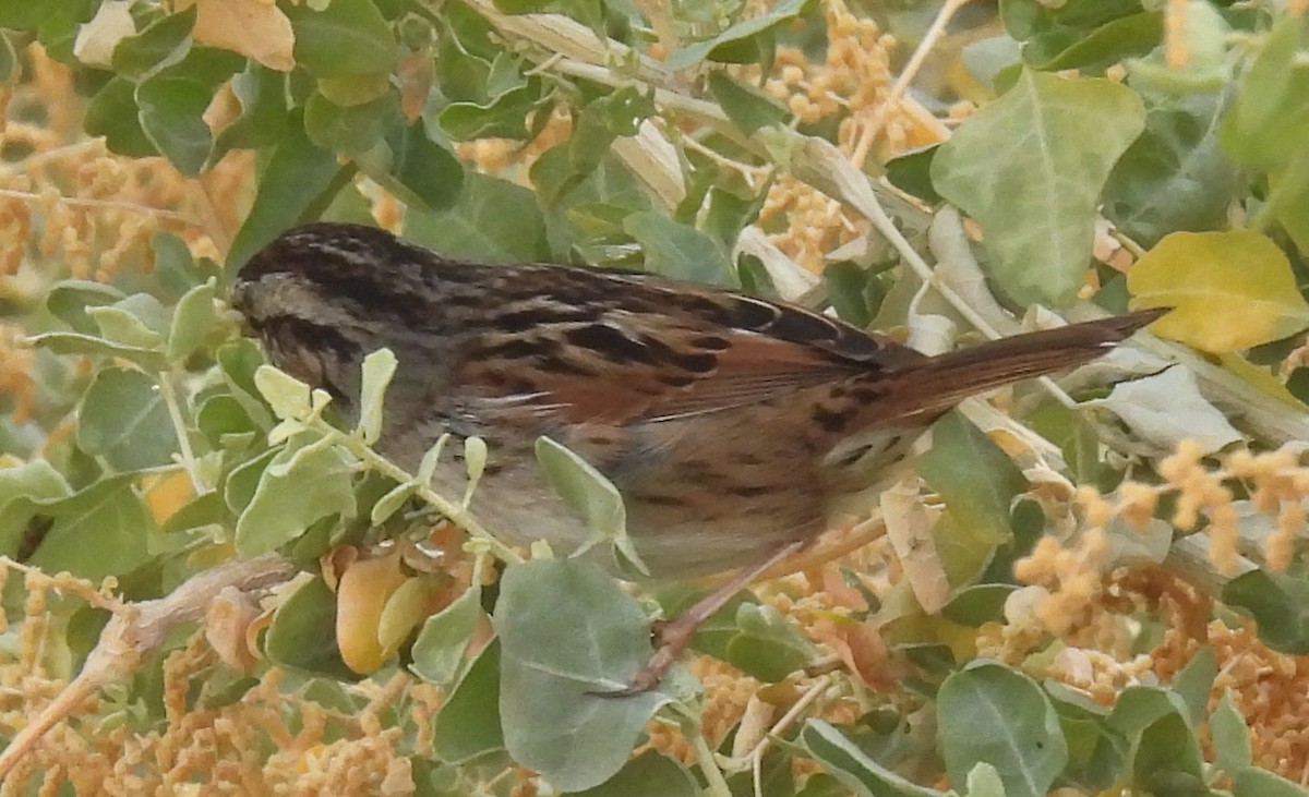 Swamp Sparrow - ML611242845
