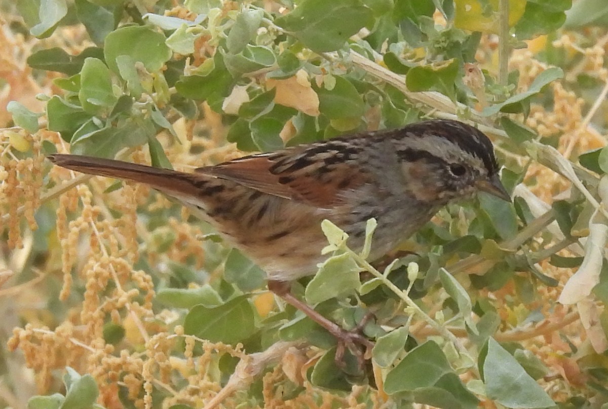 Swamp Sparrow - ML611242850
