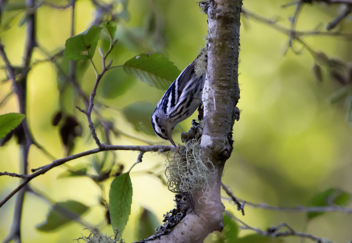 Black-and-white Warbler - ML611243258