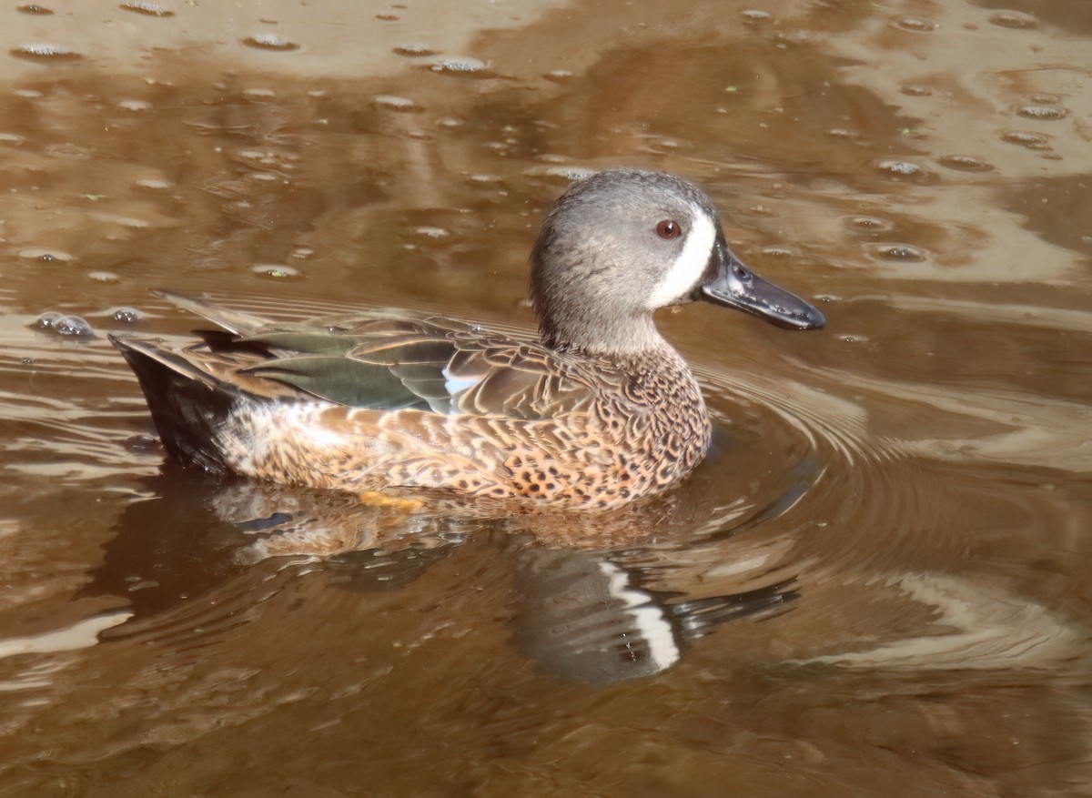 Blue-winged Teal - ML611244054
