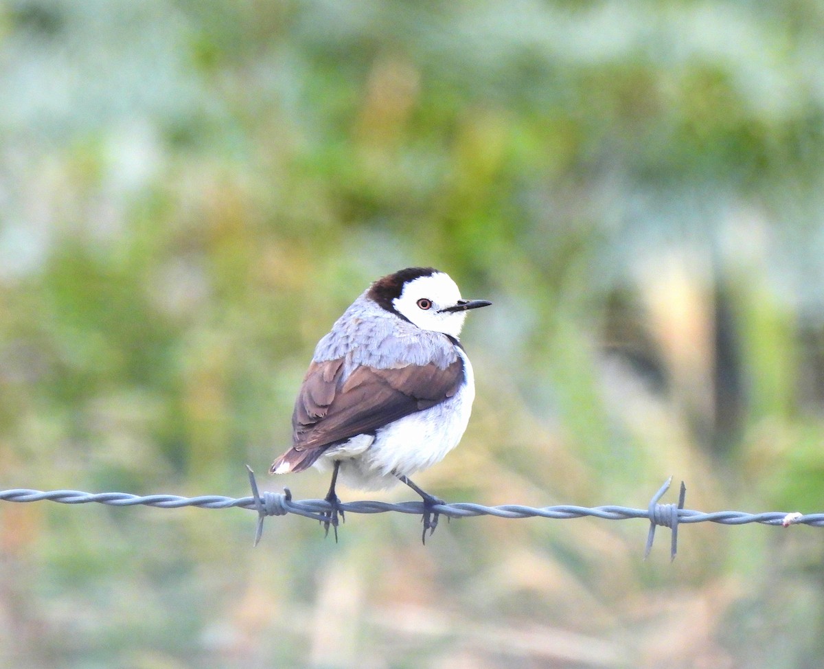 White-fronted Chat - ML611244476