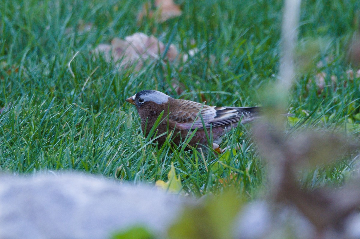 Gray-crowned Rosy-Finch - ML611244787