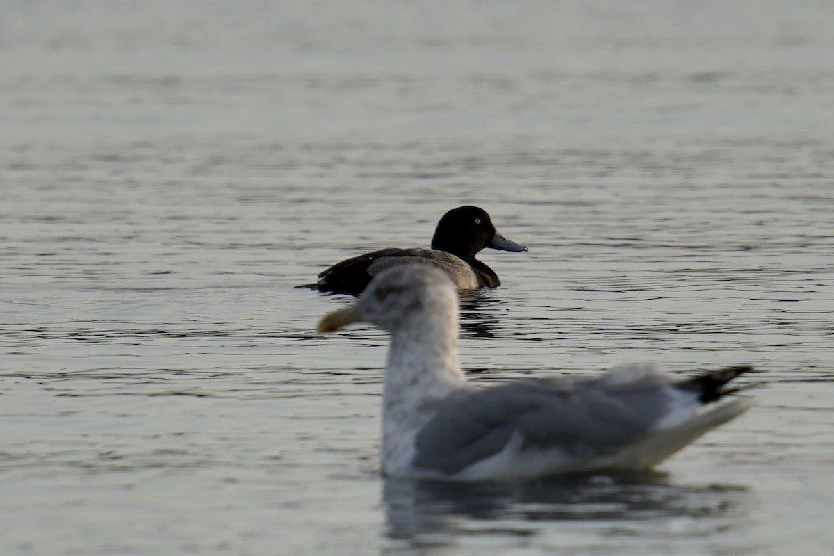 Greater Scaup - ML611244875