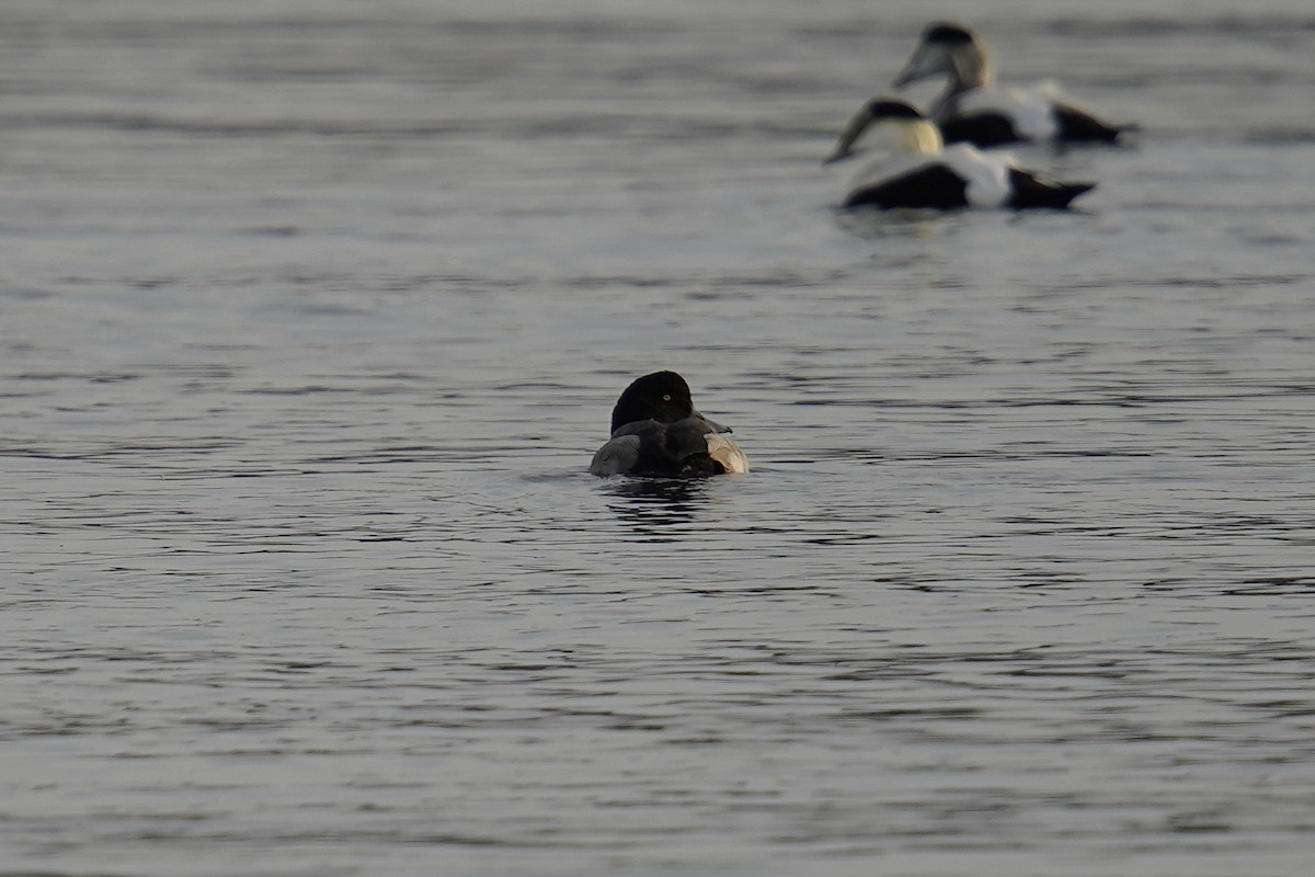 Greater Scaup - ML611244902
