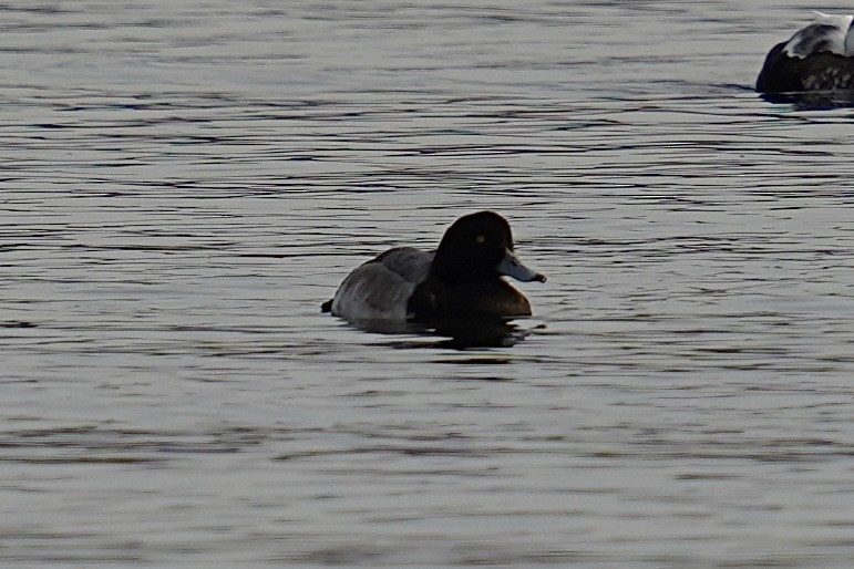 Greater Scaup - ML611244911