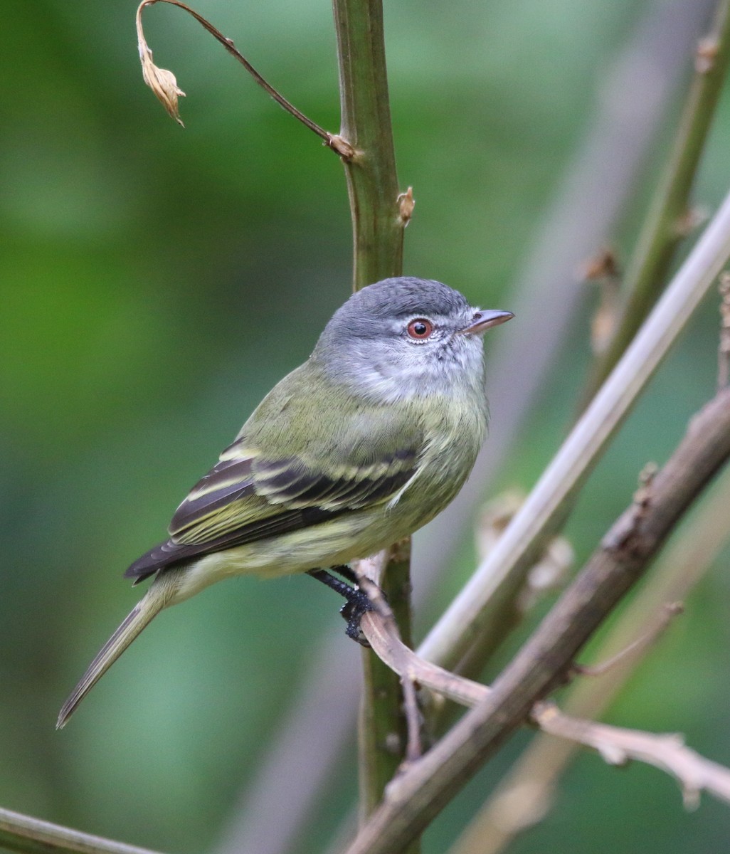 White-fronted Tyrannulet - ML611245157