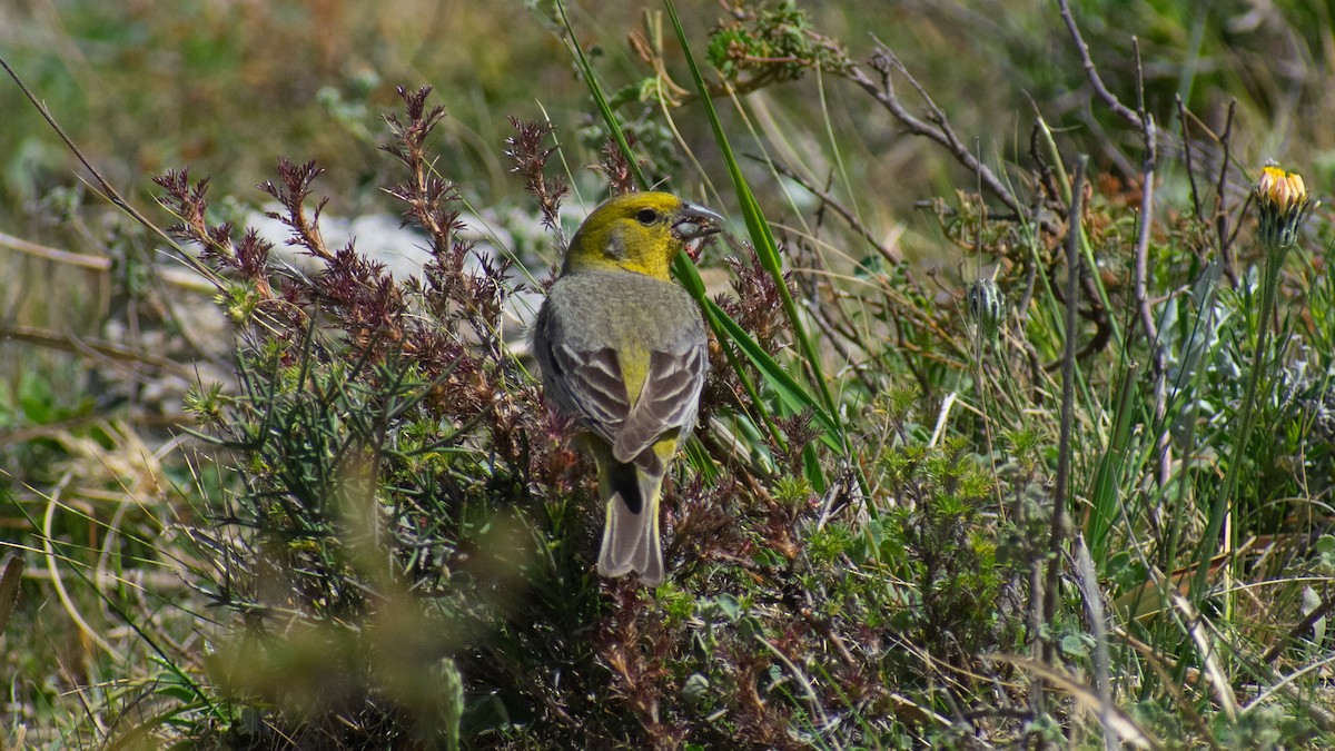 Greater Yellow-Finch - ML611245856