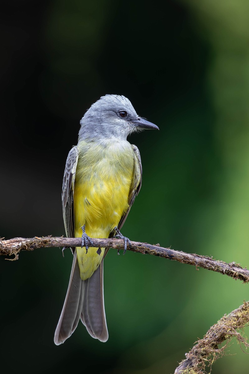 Tropical Kingbird - Josanel Sugasti -photographyandbirdingtourspanama