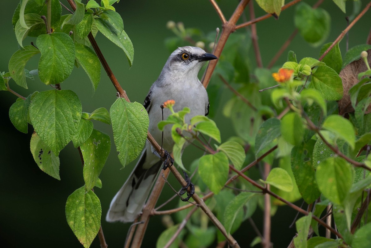 Tropical Mockingbird - Josanel Sugasti -photographyandbirdingtourspanama