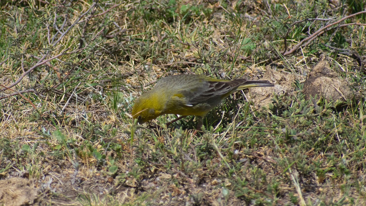 Greater Yellow-Finch - ML611245951