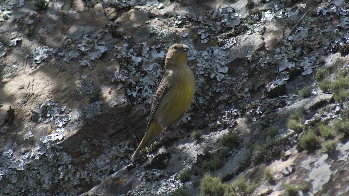 Greater Yellow-Finch - ML611245966