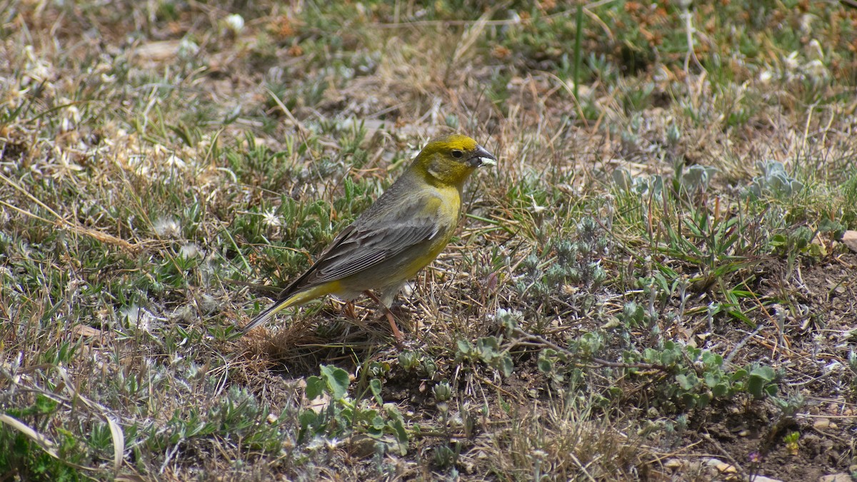 Greater Yellow-Finch - Damián Ganime