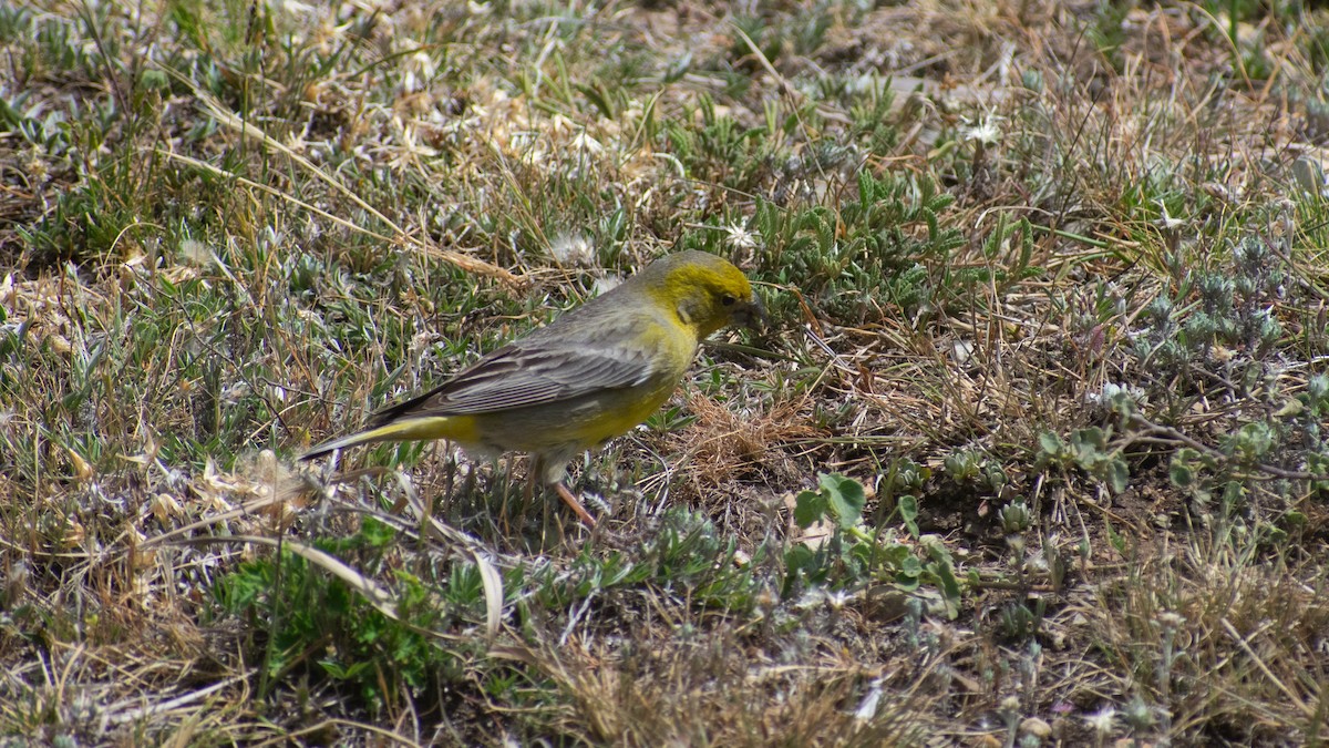 Greater Yellow-Finch - ML611246014