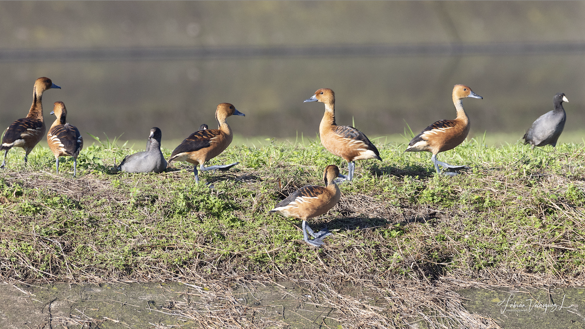 Fulvous Whistling-Duck - ML611246193