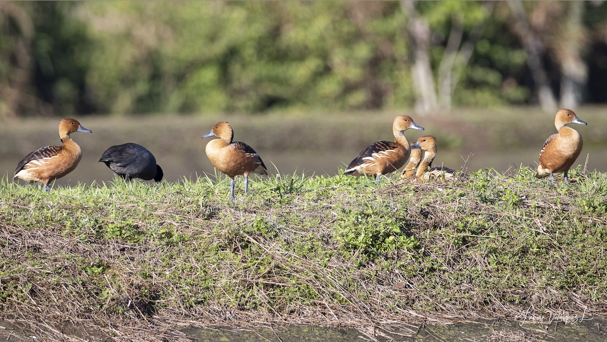 Fulvous Whistling-Duck - ML611246194