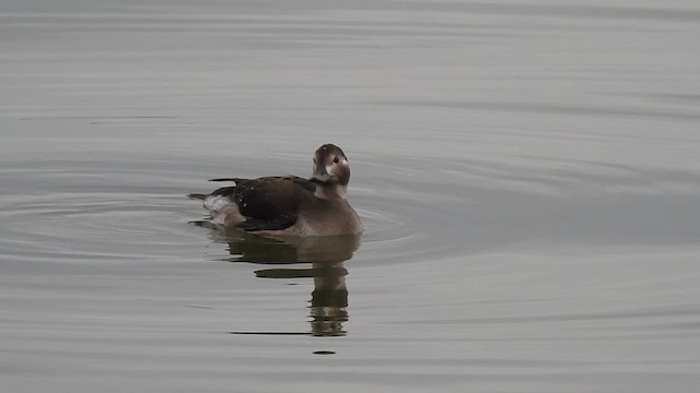 Long-tailed Duck - ML611246212