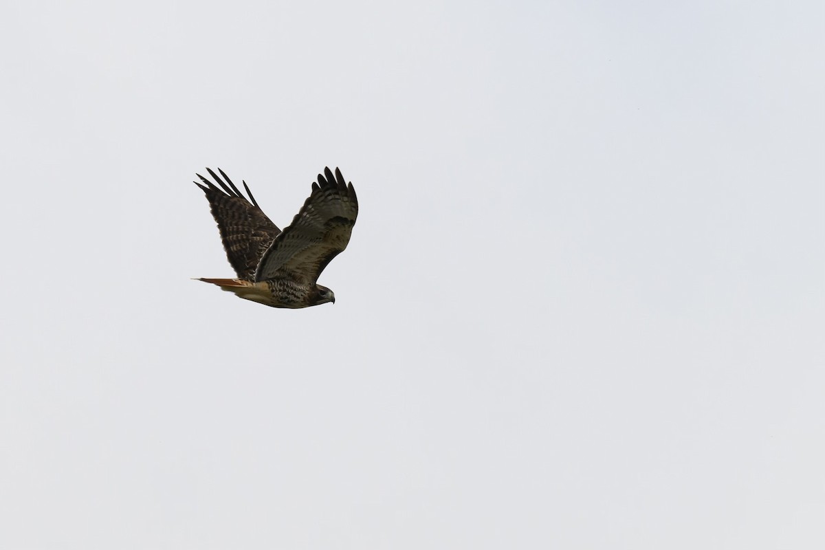 Red-tailed Hawk (abieticola) - ML611246257