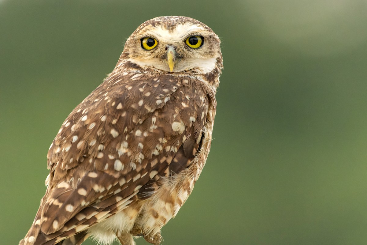 Burrowing Owl - ML611246331