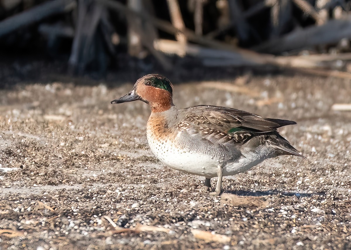 Green-winged Teal - ML611246570