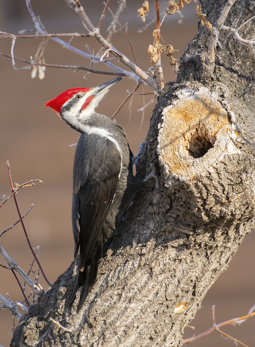 Pileated Woodpecker - ML611246590