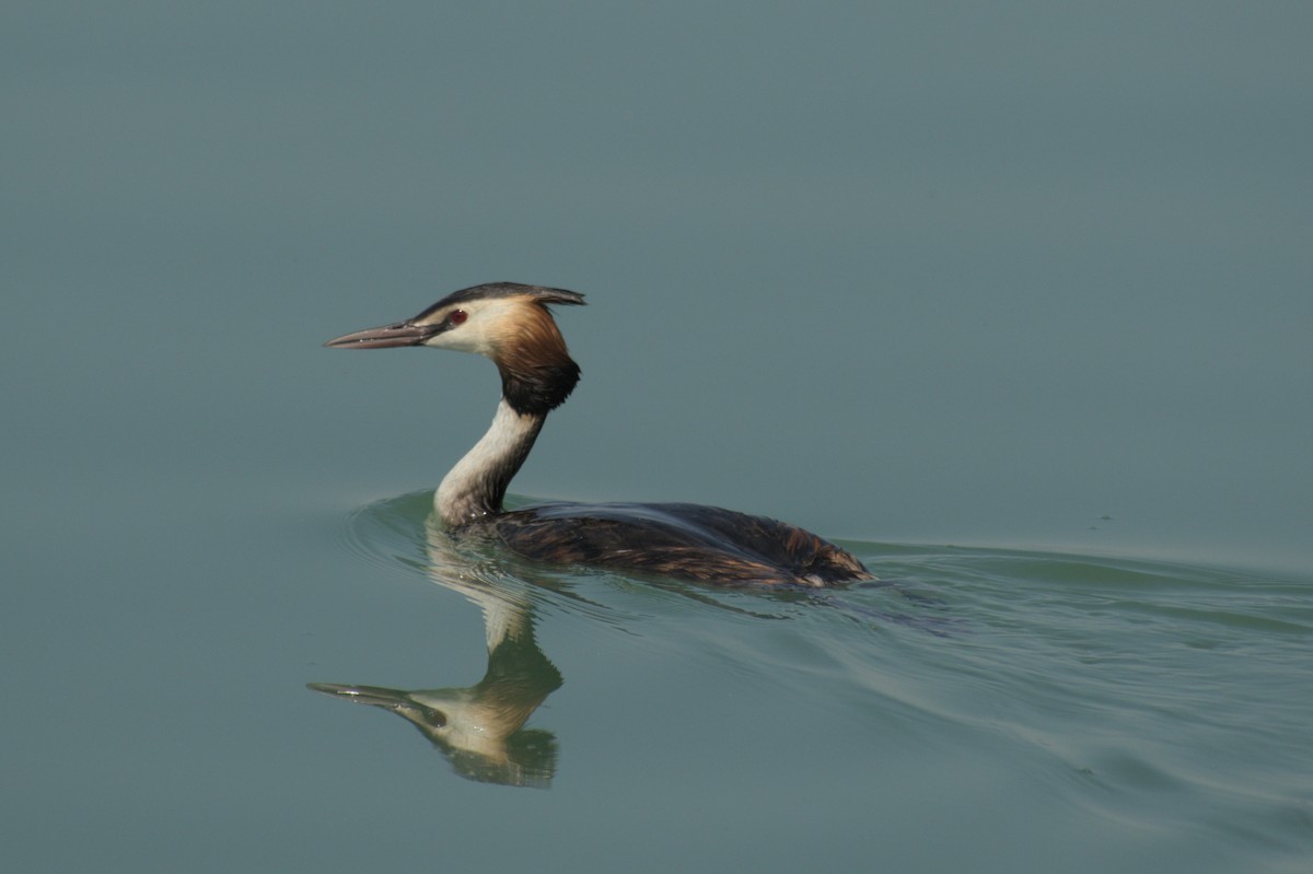 Great Crested Grebe - ML611246939