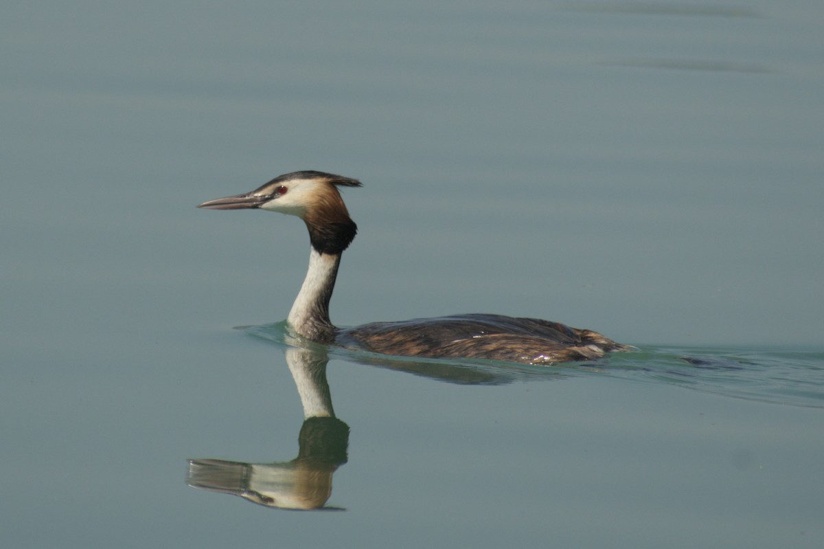 Great Crested Grebe - ML611246940