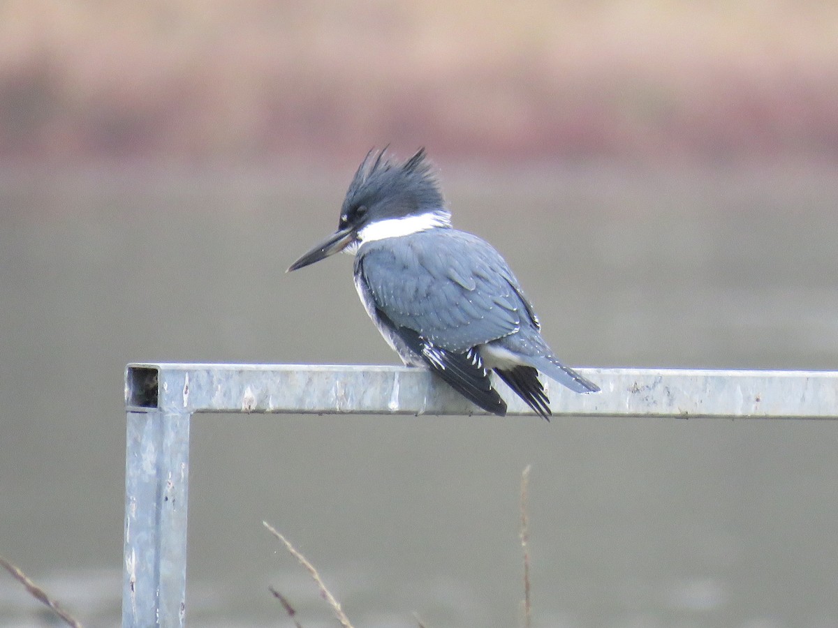 Belted Kingfisher - Pam Otley
