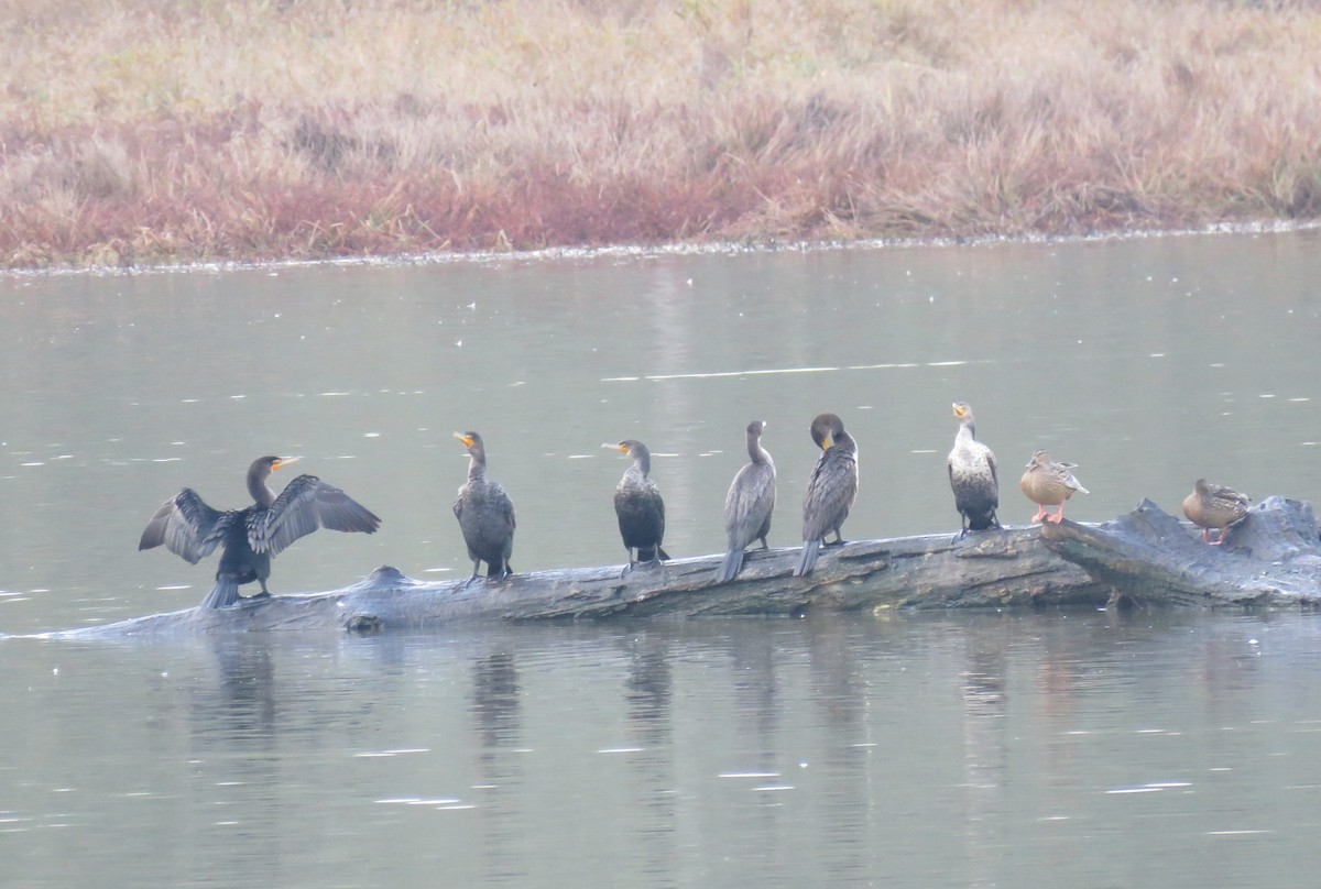 Double-crested Cormorant - Pam Otley