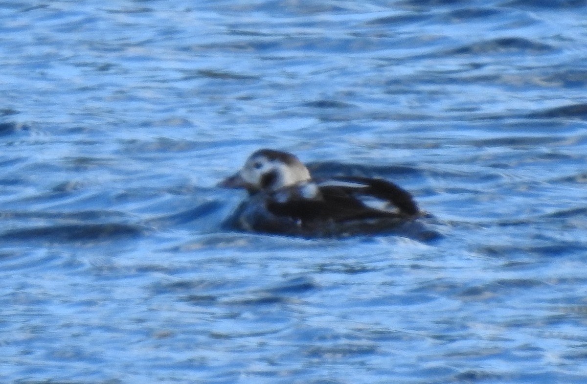 Long-tailed Duck - ML611247610