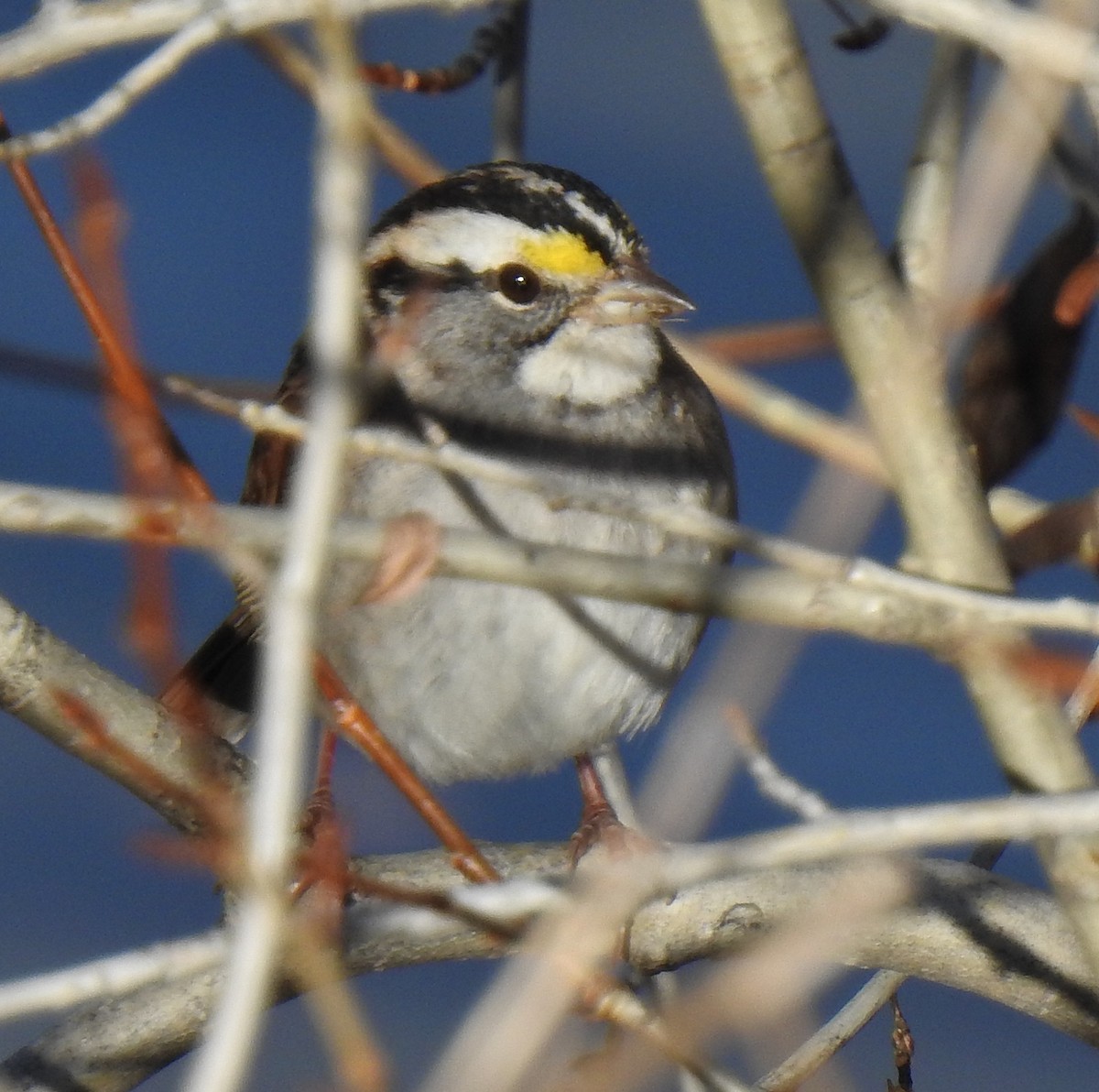 White-throated Sparrow - ML611247628