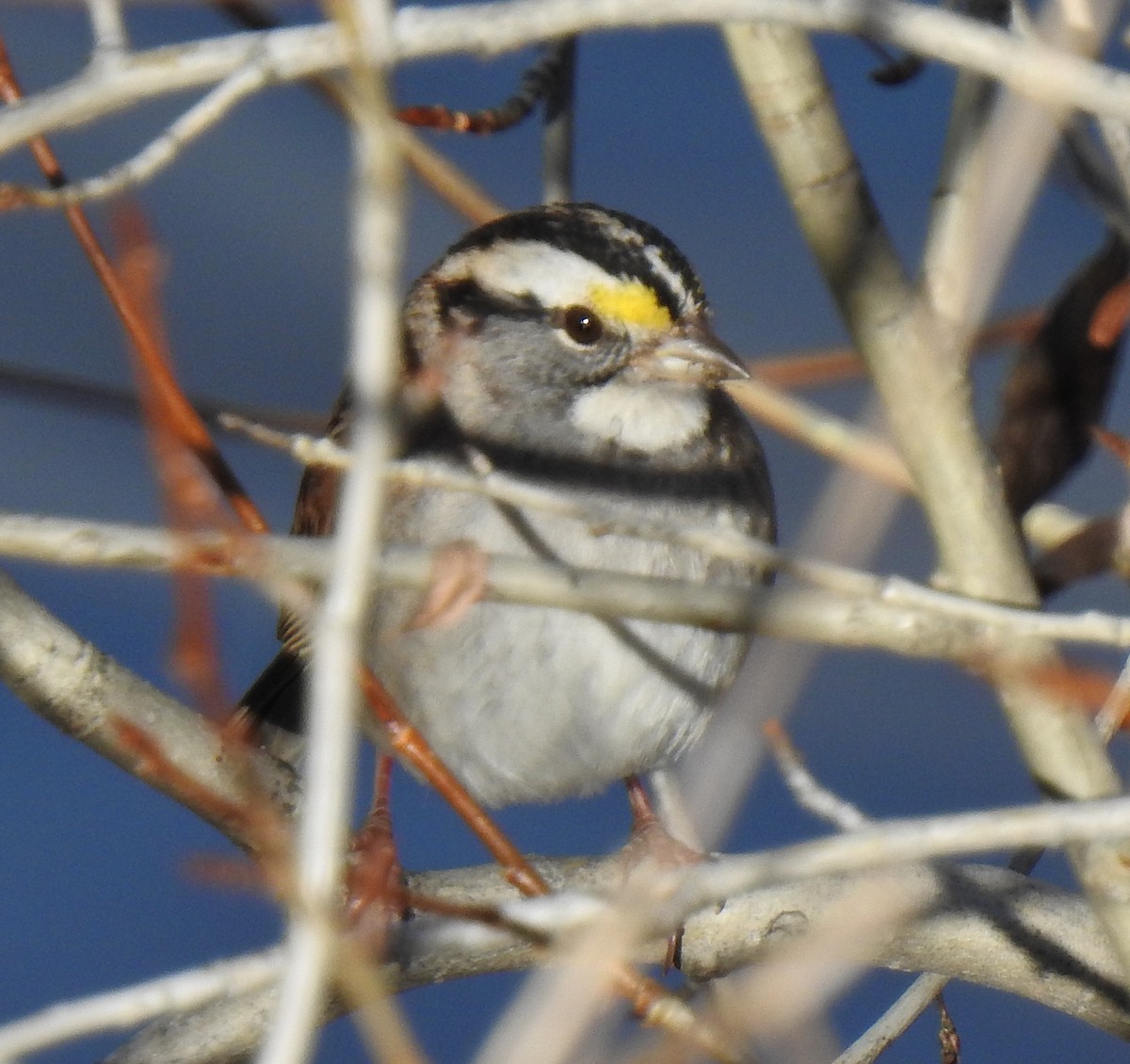 White-throated Sparrow - ML611247629
