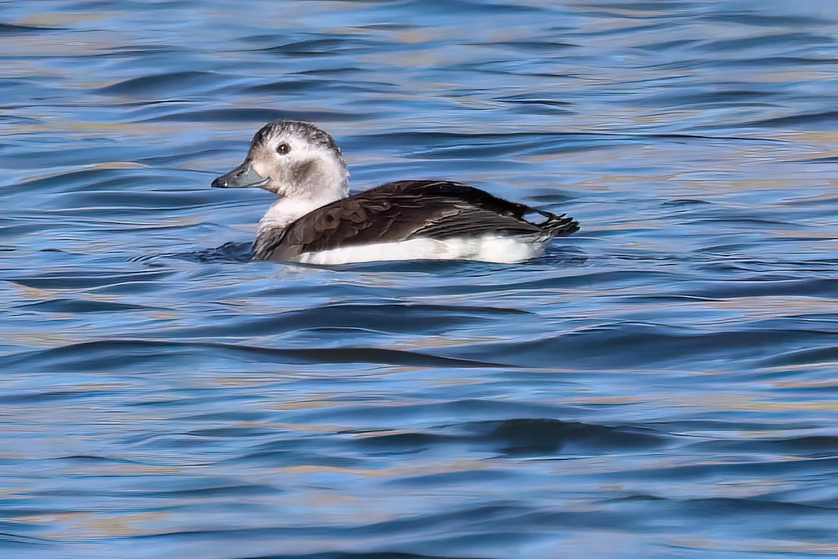 Long-tailed Duck - ML611247718