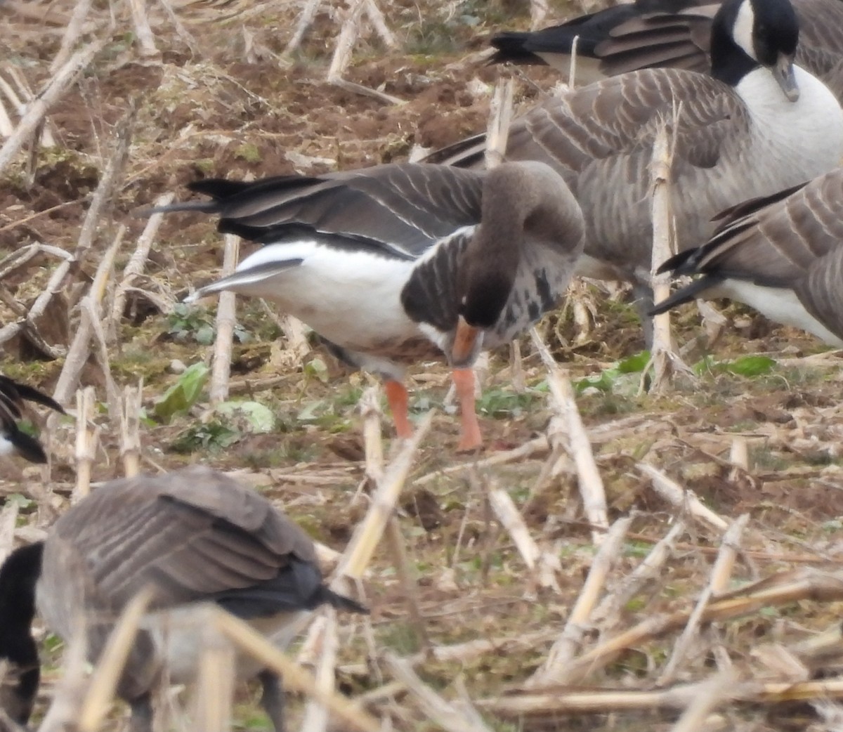 Greater White-fronted Goose - ML611248579