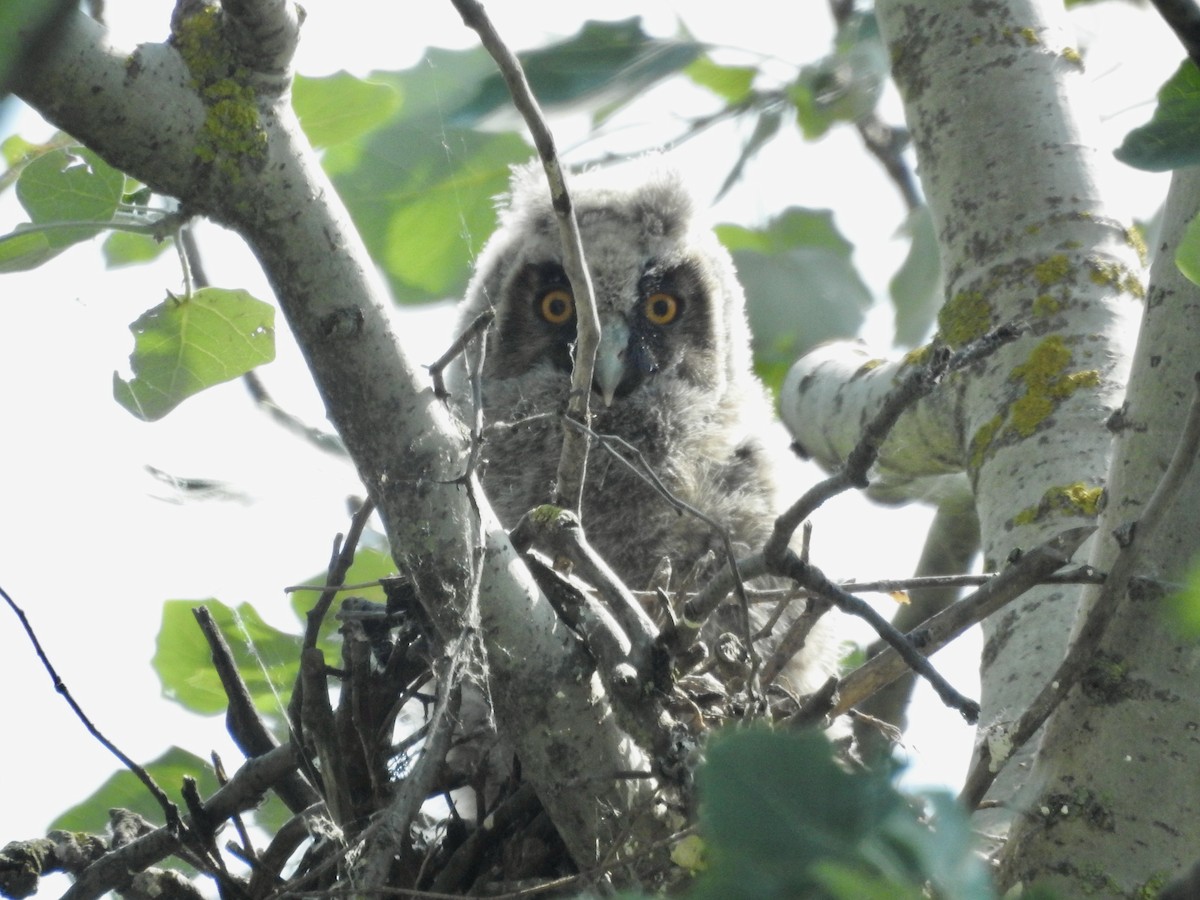 Long-eared Owl - ML611248869