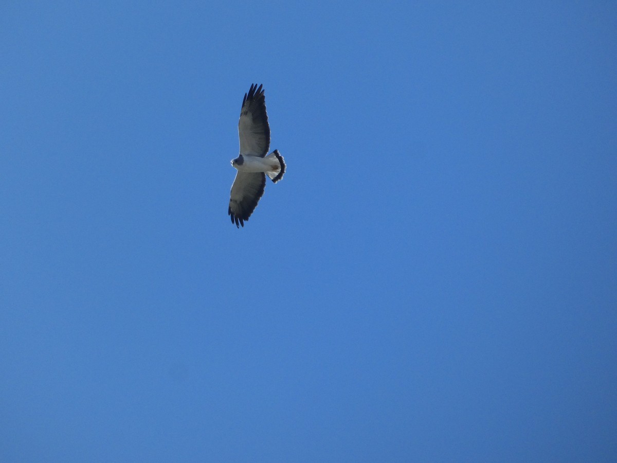 White-tailed Hawk - Truitt Ellis