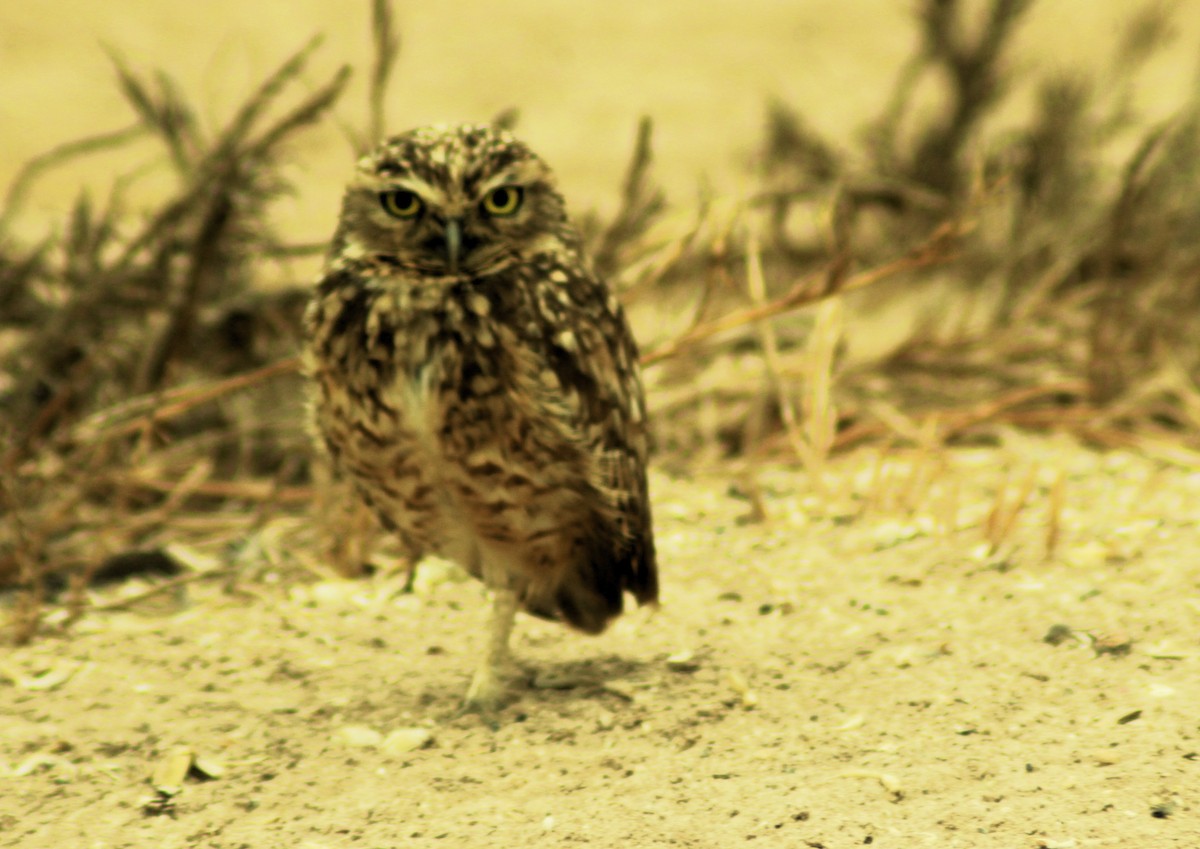 Burrowing Owl - ML611249389