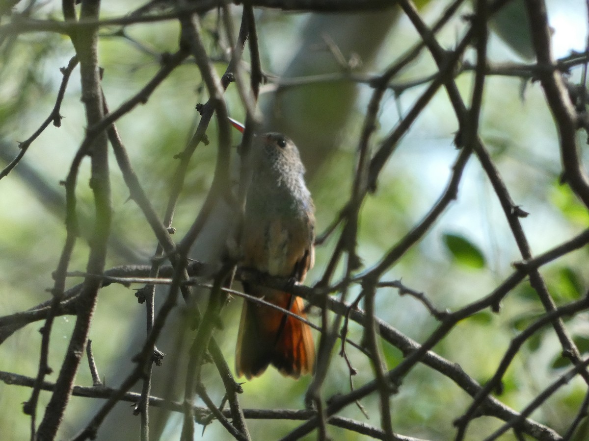 Buff-bellied Hummingbird - ML611249410