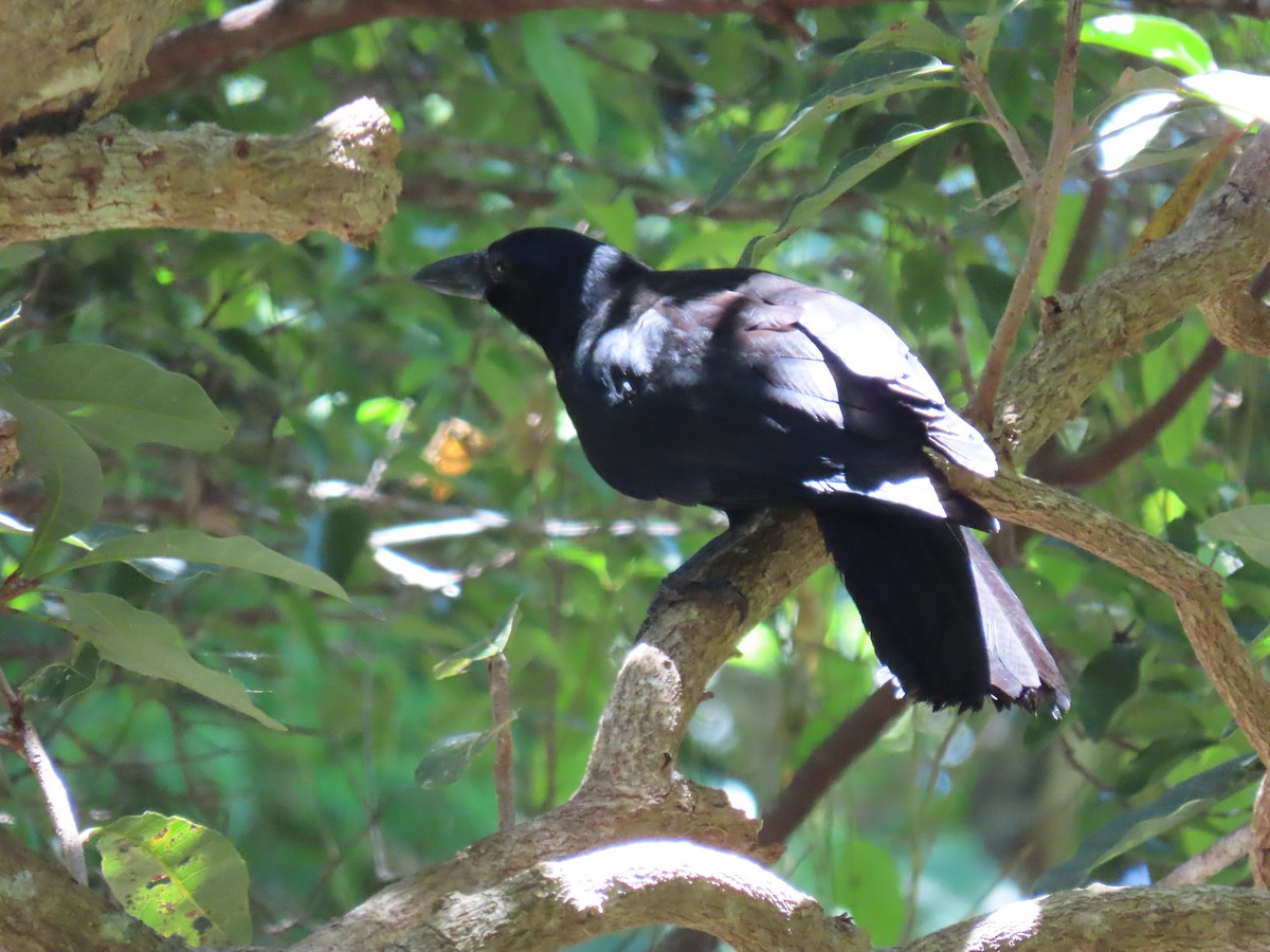 New Caledonian Crow - ML611249430