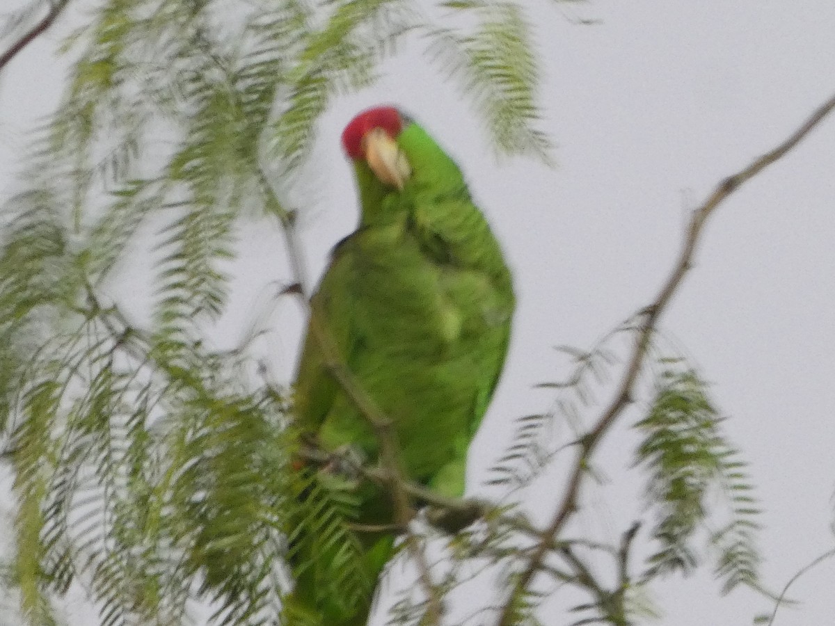 Red-crowned Parrot - Truitt Ellis