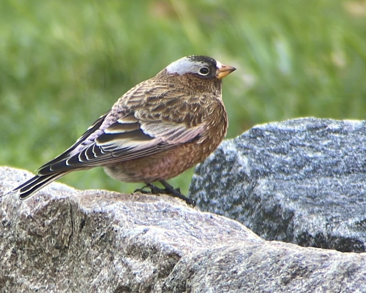 Gray-crowned Rosy-Finch - ML611249464