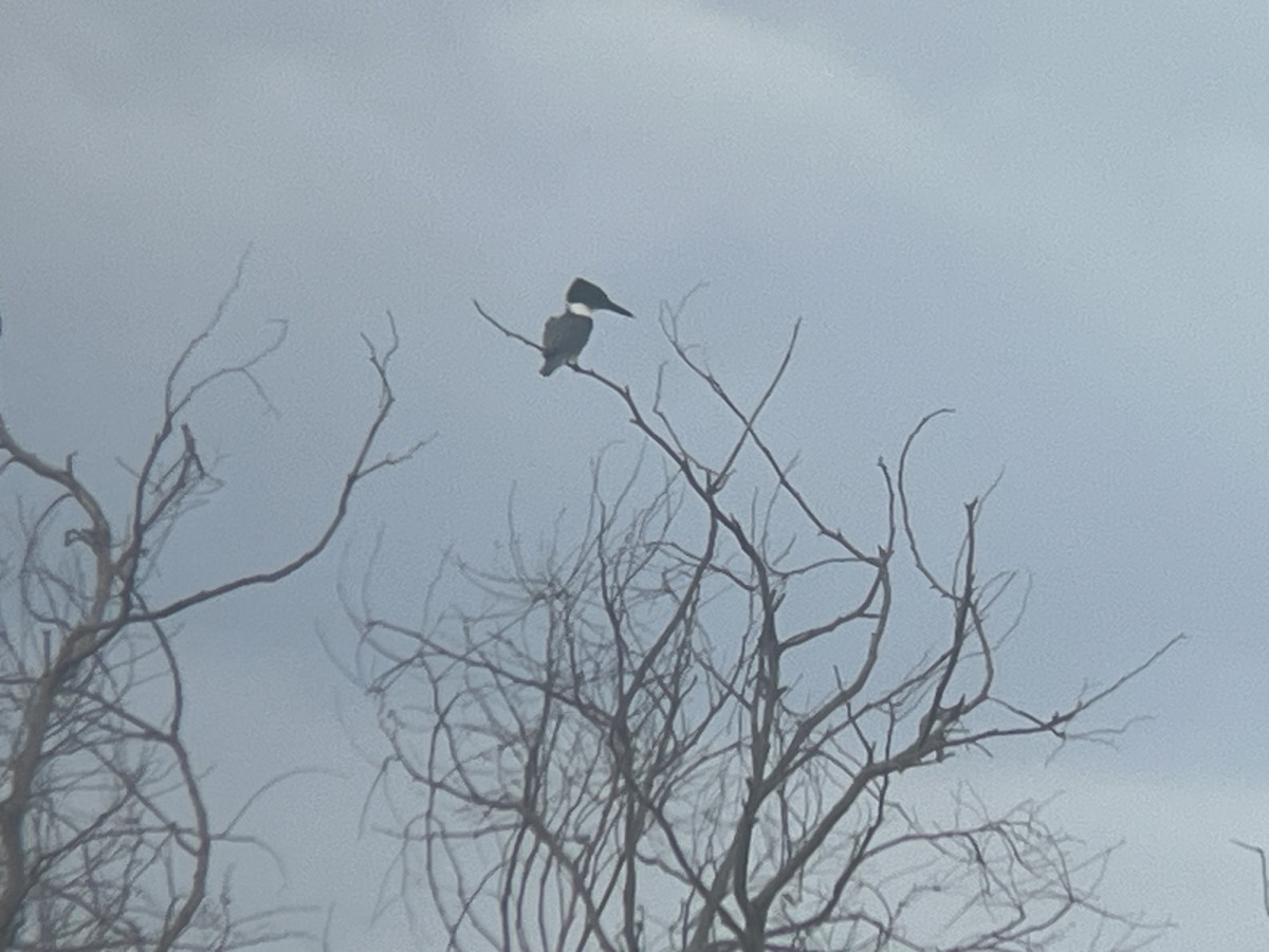 Belted Kingfisher - ML611249769