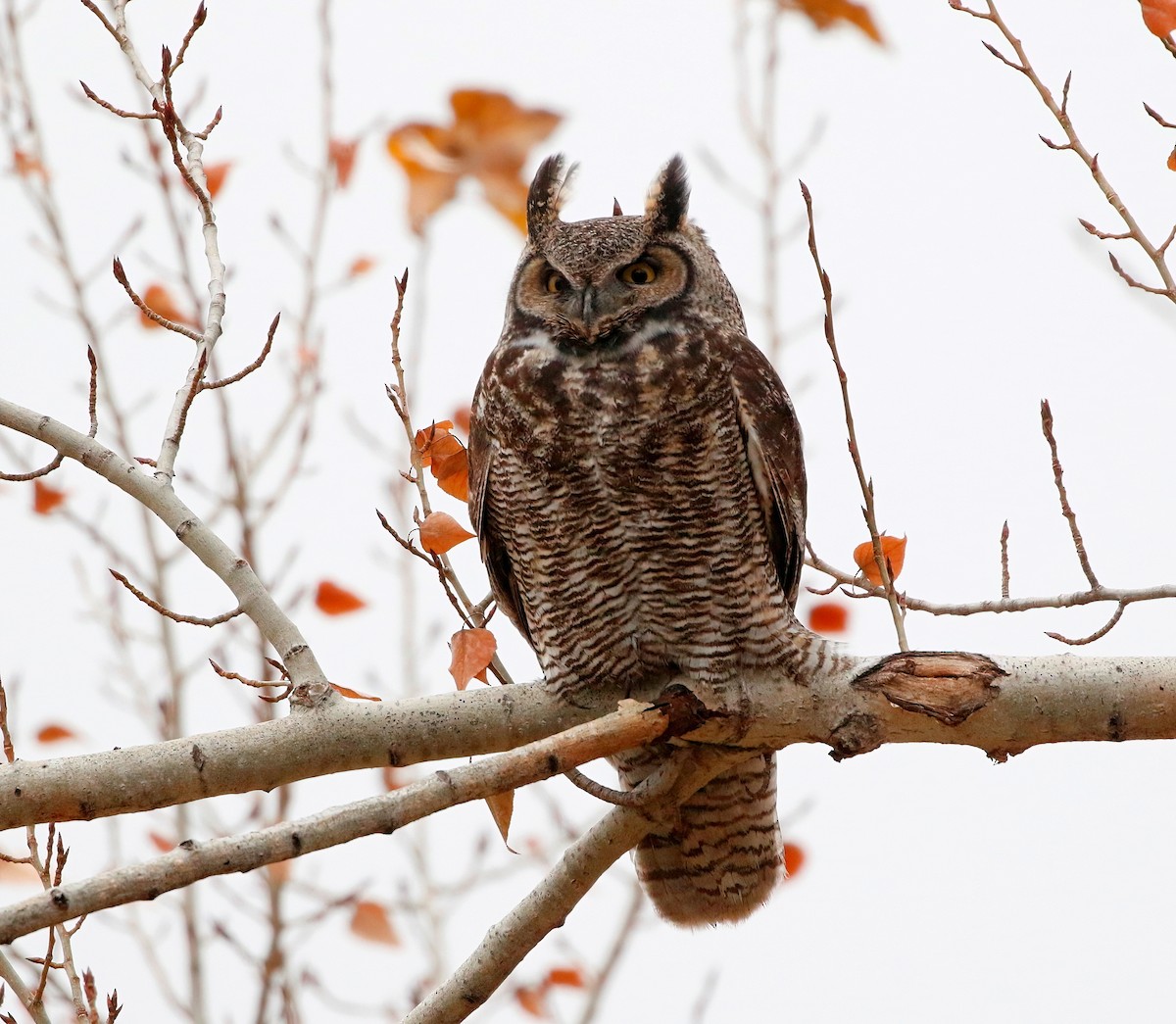 Great Horned Owl - ML611250382