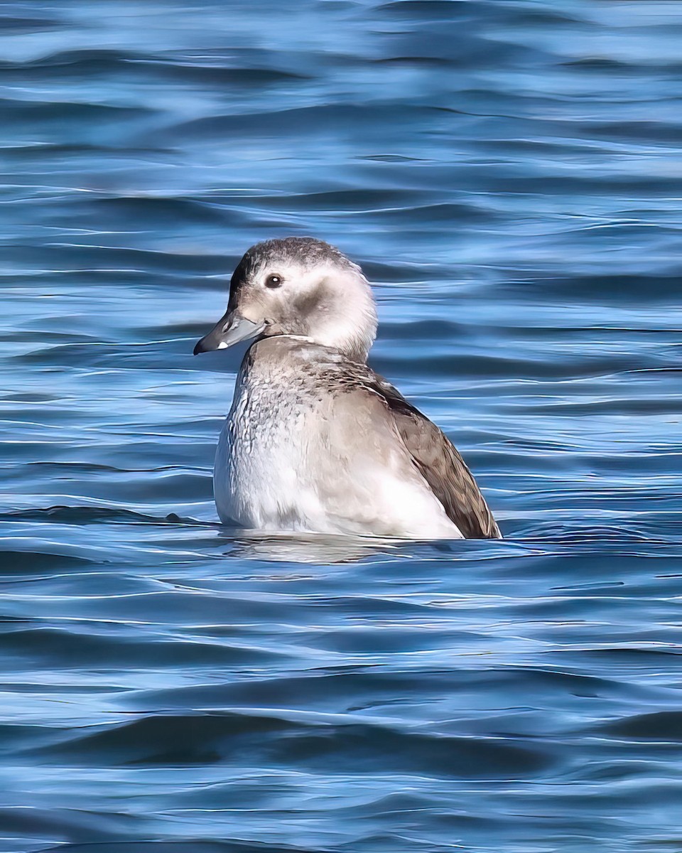 Long-tailed Duck - ML611250420