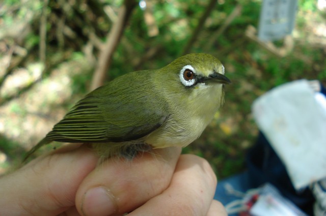 Adult (subspecies&nbsp;<em class="SciName notranslate">saypani</em>). - Bridled White-eye - 