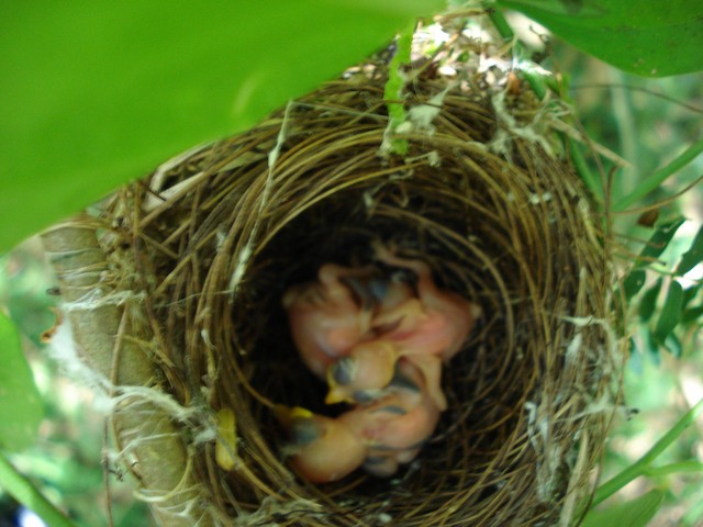 Hatchlings. - Bridled White-eye - 