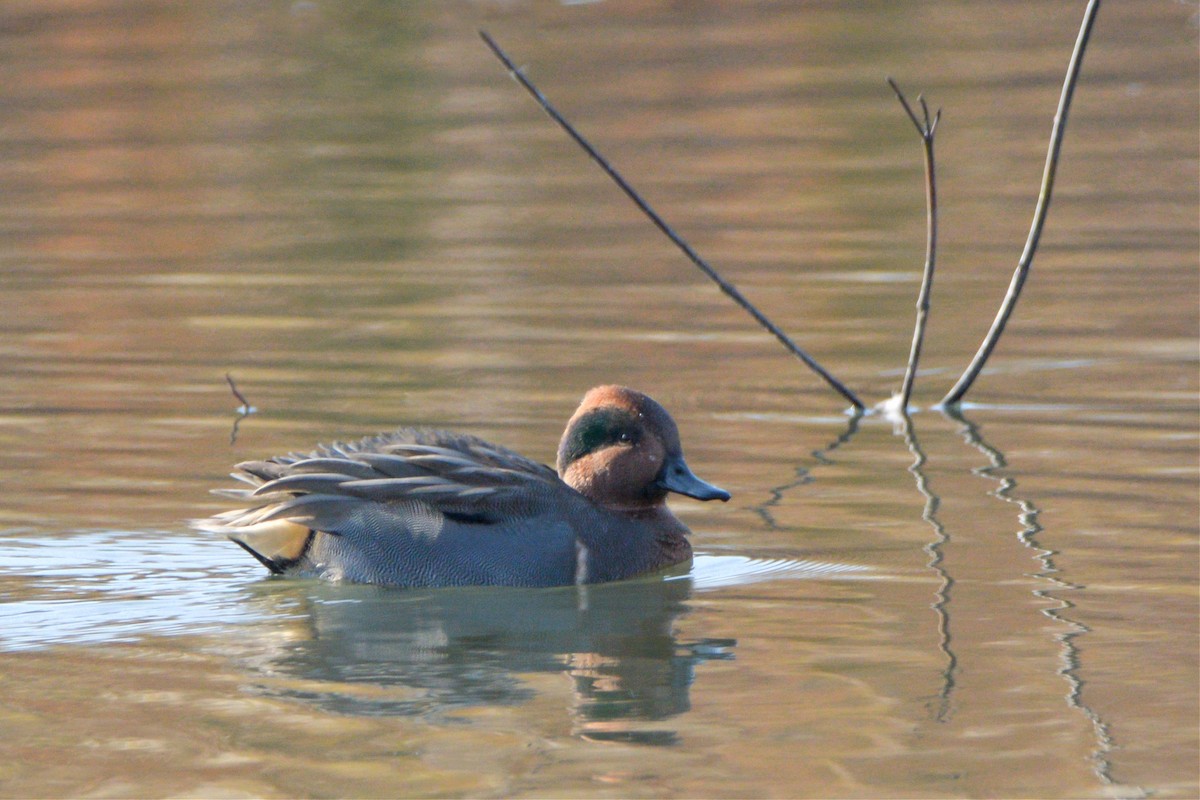Green-winged Teal - ML611250593