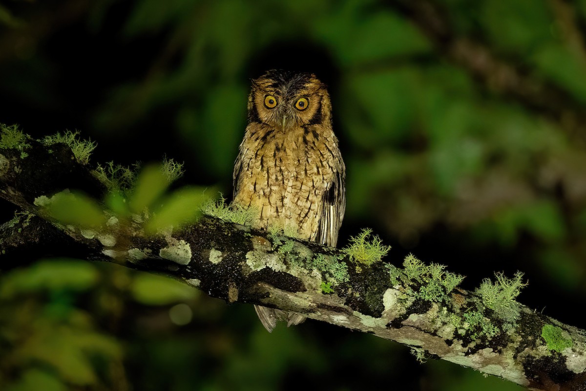 Peruvian Screech-Owl - ML611250938