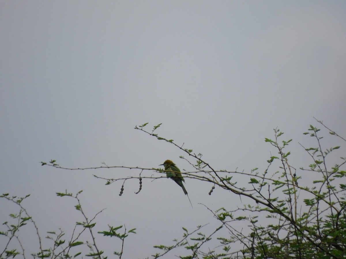 Asian Green Bee-eater - ML611251313