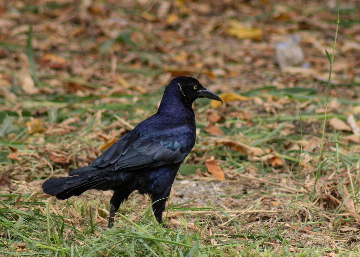 Great-tailed Grackle - ML611251364